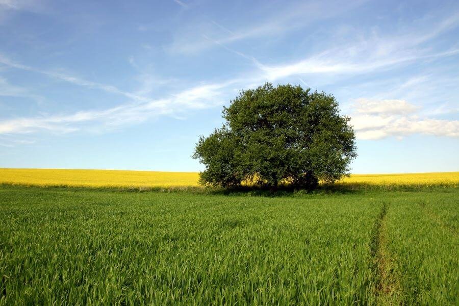 plantación terreno rústico