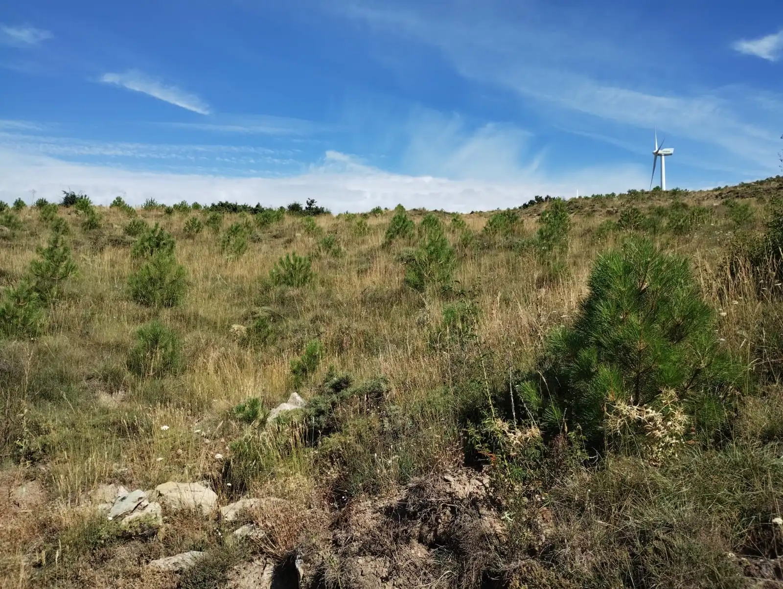 Finca rural reforestada con pinos jóvenes y aerogenerador al fondo, representando un proyecto de compensación de CO₂.