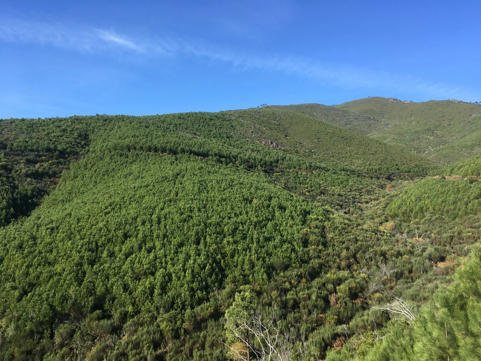 Bosque reforestado en finca rural con cobertura vegetal completa, ejemplo de proyecto de absorción de CO₂.