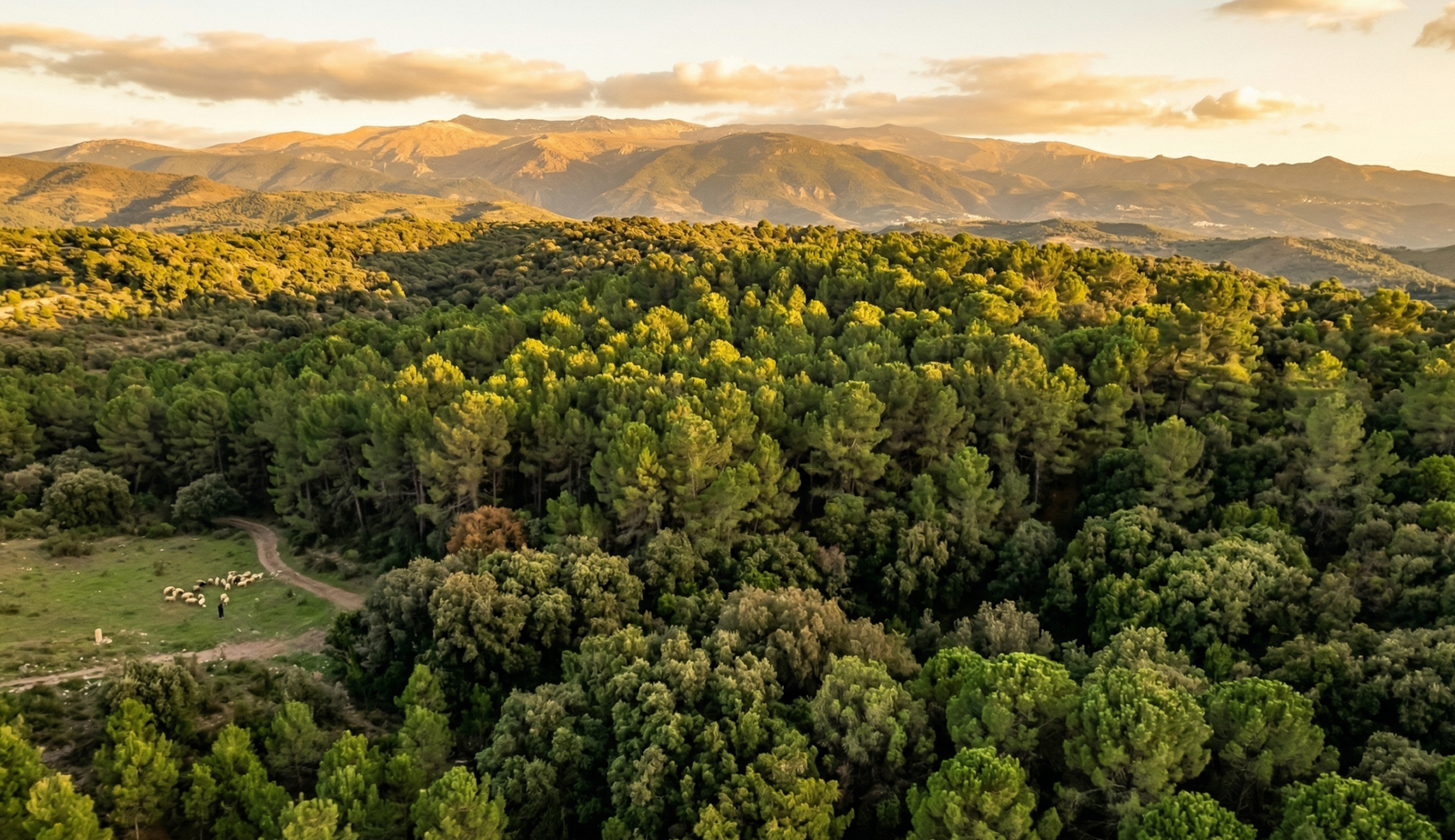 Vista aérea de un denso y frondoso pinar de ejemplares adultos en Granada, España. Un ejemplo de bosque maduro optimizado para la absorción de CO2 y la generación de créditos de carbono de alta calidad.